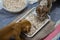 Puppy food made from ground chicken breast, cow milk, and dry dog â€‹â€‹food. Small, light brown puppy with a withered face, plump