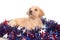 Puppy in fourth of july decorations