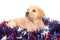 Puppy in fourth of july decorations