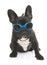 Puppy french bulldog and glasses