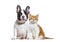Puppy french bulldog and kitten crossbred cat, cat and dog, sitting