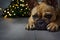 Puppy of french bulldog waiting christmas on the lights backgroung