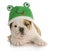 Puppy frog