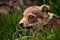 Puppy in the garden