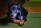 Puppy German miniature Pinscher black and tan color playing on the rug on the floor