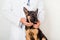 A puppy of a German shepherd on examination by a veterinarian in a clinic lies on a table.