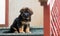 puppy of a German shepherd sits the steps of the house