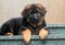 puppy of a German shepherd on the steps of the house