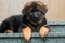 puppy of a German shepherd on the steps of the house