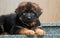 puppy of a German shepherd on the steps of the house