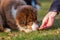 Puppy gets a treat from his master