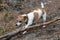 Puppy gnaws a tree branch