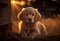 Puppy of the Golden Hour: A Portrait of Perfection. AI Generated