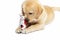 Puppy of golden labrador retriever playing with empty beer can isolated on white. Concept for beer and drinks commercial