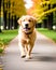 Puppy of golden retriever runs along the Park path.