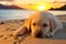 puppy of golden retriever sleeping on sunset beach