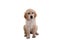 Puppy of Golden Retriver sitting dog frontal , isolated on white background, golden retriever frontal isolated white background,