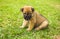 Puppy on grass green image.