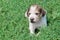 Puppy in the grass outdoors