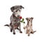 Puppy Handing Flower to Mother Dog