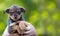 Puppy in the hands of a farmer. Rescue Animal. Homeless dog