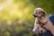 Puppy in the hands of a farmer. Rescue Animal. Homeless dog