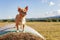 Puppy on hay bale