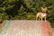 Puppy on hay bale