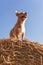 Puppy on hay bale and sky background