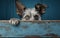 Puppy head with paws up peeking over grunge blue wooden background. Little dog curiously peeking out from behind blue