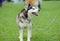 puppy of husky dog on a grass