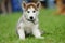 puppy of husky dog on a green blurred background