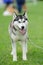 puppy of husky dog On a green grass