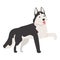 Puppy husky icon cartoon vector. Siberian dog