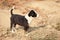 Puppy of indian domestic dogIndian pariah dog