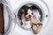 Puppy inside the washing machine