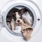 Puppy inside the washing machine