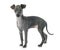 Puppy italian greyhound