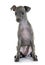 Puppy italian greyhound