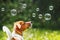 Puppy jack russell playing with soap bubbles