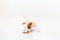 a puppy of jack russell terrier eats food on a white background. copy space.