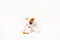 a puppy of jack russell terrier eats food on a white background. copy space.