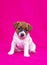 Puppy jack russell terrier girl sitting on a pink bedspread and listening to the command. Glamorous background. vertical format