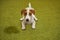 Puppy Jack russell terrier lying on a carpet