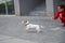 Puppy Jack Russell Terrier performs the command. A small funny dog in a blue collar plays with the owner while walking