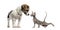 Puppy Jack Russell Terrier, Peterbald kitten