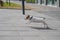 Puppy Jack Russell Terrier runs on the sidewalk. A little funny dog in a blue collar plays while walking. The perfect