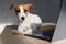 Puppy Jack Russell Terrier works at a laptop. A spoiled pet lies by a portable computer. Humor is a metaphor for the