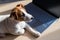 Puppy Jack Russell Terrier works at a laptop. A spoiled pet lies by a portable computer. Humor is a metaphor for the
