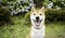 Puppy Japanese Cute Shiba inu dog smiling with tongue sitting outdoor at park